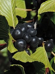 Alpine Buckthorn berries - Rhamnus alpinus © Teresa Farino
